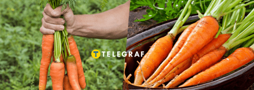 Урожай моркови