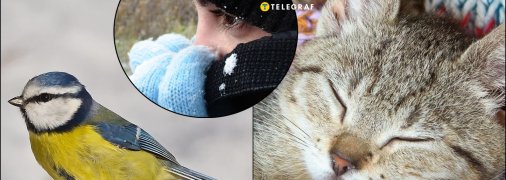Як коти, птахи та погода попереджають про морози