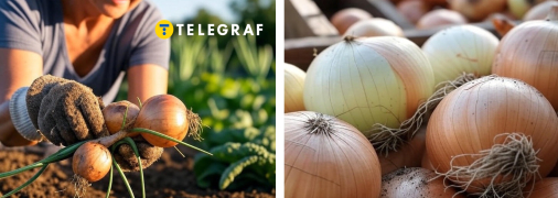 Дуже важливо не прогаяти момент і вчасно зібрати врожай цибулі