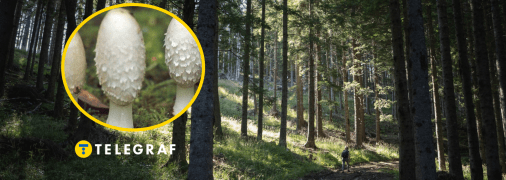 Гриб навозник белый