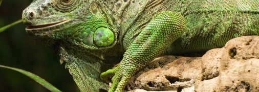 Ігуан є кілька видів