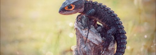 Крокодиловий сцинк має оранжеві плями навколо очей