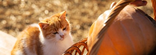 Ясна погода сьогодні говорить про морозну зиму