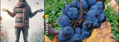 Осенью нужно позаботиться о зимовке виноградника