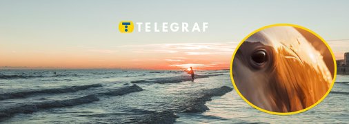 Дельфінів помітили в Одесі