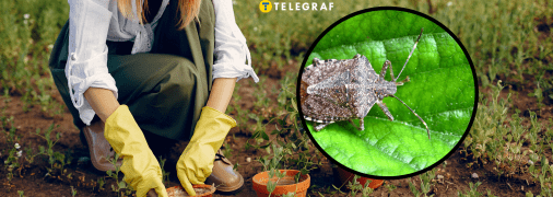 Клопы на огороде