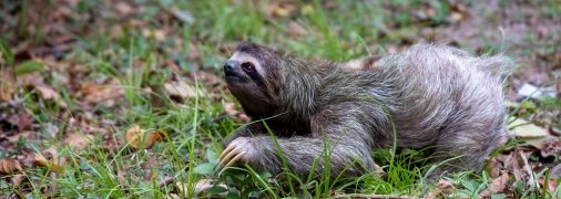 Справжні лінивці серед людей