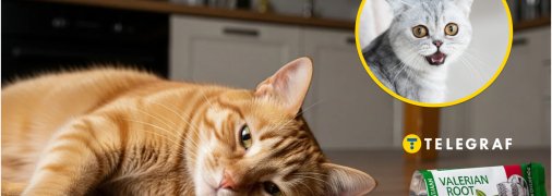 Коти та валер'янка