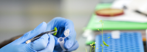 Солодощі, крупи, буряк, соєва та ріпакова олія мають високий ризик вмісту ГМО в Україні