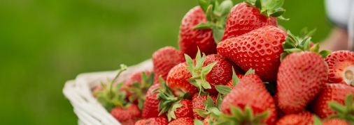 Полуниця порадує вас багатим урожаєм