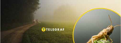 Чи небезпечна для людини сарана