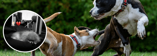 Стаффордширские терьеры