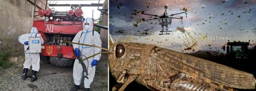 Саранча пока донимает две области Украины. Фото Коллаж "Телеграфа"