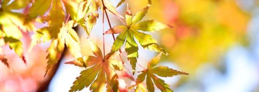 Погода в Украине до конца недели обещает быть солнечной