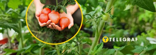 Как защитить помидоры от совки