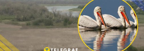 Пелікани на Каховському водосховищі