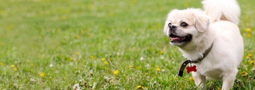 Тибетський спанієль