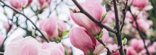 Так цвіте магнолія