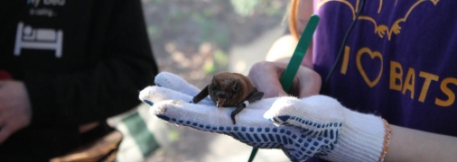 Летучая мышь