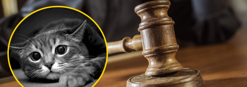 Животному было более 18 лет