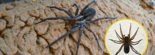 Павук-вовк відрізняється від своїх родичів тим, що не плете павутину