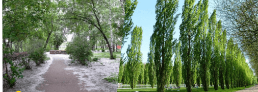 Тополі