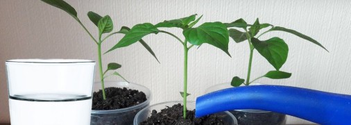 Існує дві головні заборони