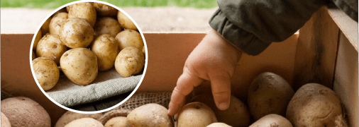 Як правильно зберігати картоплю на зиму