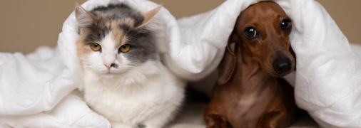 Кошка и собака