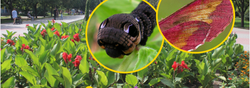 Вона здатна долати великі відстані