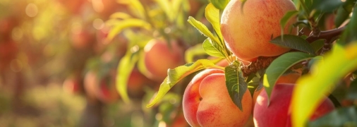 Персики может самостоятельно вырастить и новичок (изображение создано с помощью ИИ)