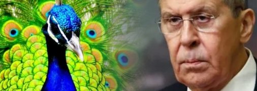 лавров відправив журналіста "говорити з павичами"