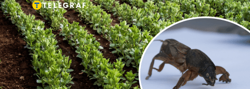 Колаж "Телеграфу"