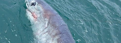 Британец поймал огромную хищницу.