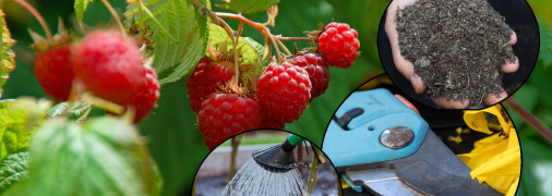 Малина будет плодоносить весь сезон, если вы сделаете это с ней на зиму