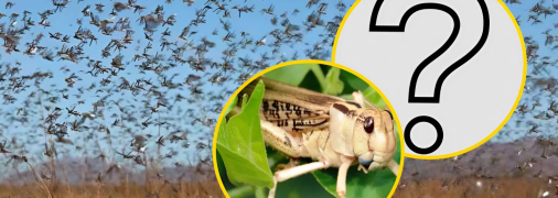 Кто борется с саранчой