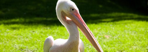 Рожевий пелікан