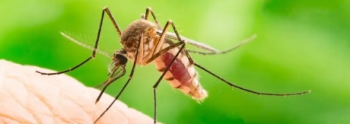 Укусы комаров могут вызвать серьезную аллергическую реакцию