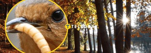 Осінній ліс, вільшанка