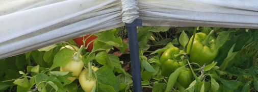 Болгарский перец