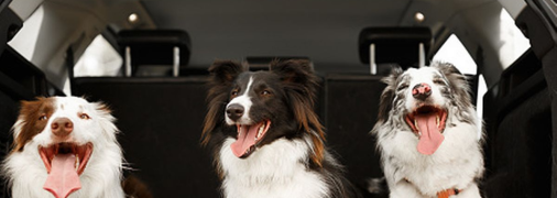 Поїздка не завжди може бути в радість вашій тварині