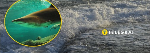 Хвостатого звіра, схожого на акулу, помітили в Одесі