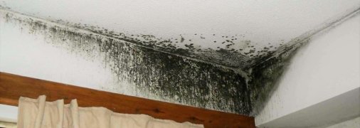 Грибки та пліснява на стінах створюють неприємний запах і дуже небезпечні для здоров'я