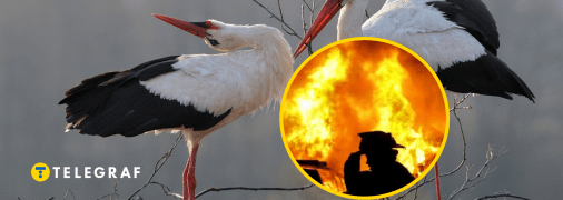 Лелеки є символом добробуту, але багато хто вірить у їх мстивість