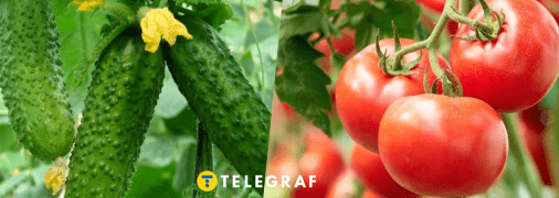 Огірки та помідори