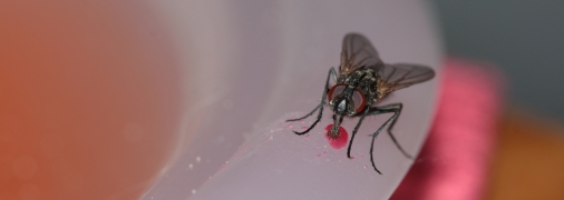 Мухи в будинку – літня проблема