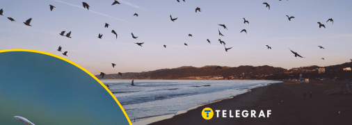 В Україні може зникнути один з видів птахів