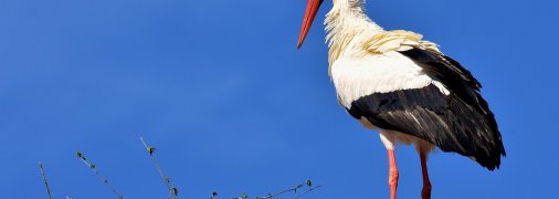 Иллюстративное фото