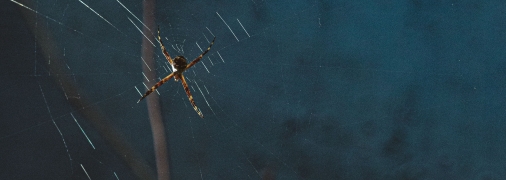 Запахи мяты и лаванды отпугивают пауков