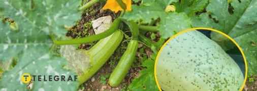 Вирусная мозаика на кабачках